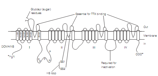 2456_Channel molecular biology.png